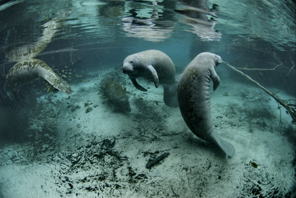 manatee